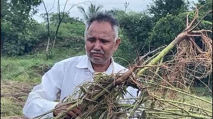 या परिस्थितीने शेतकऱ्यांच्या डोळ्यात पाणी आणलंय. दरम्यान आता हे शेतकरी सरकारच्या मदतीकडे आस लावून आहेत.