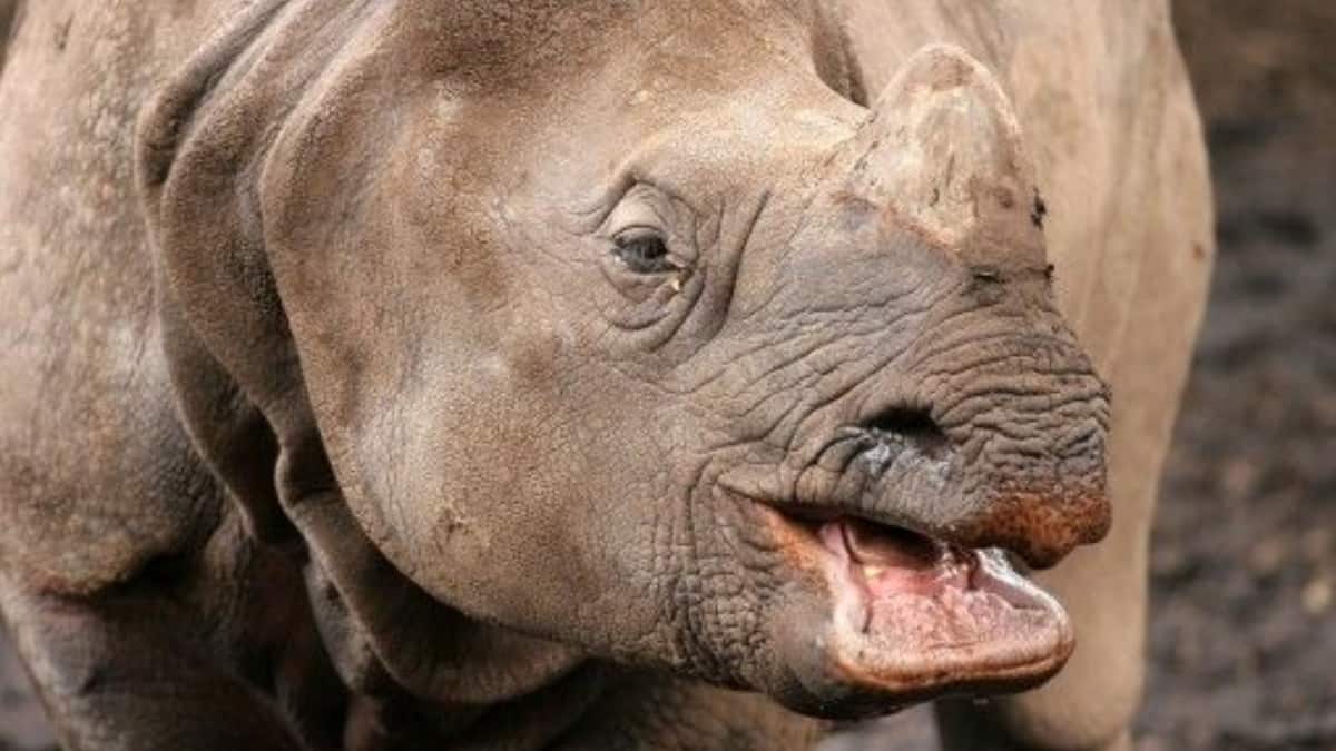 World Rhino Day 2025: 6 Fascinating Facts About Rhinos You Probably Didn’t Know