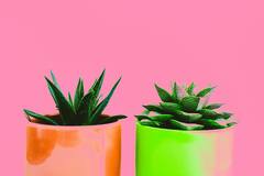 Aloe Vera For Skin Care: ত্বকের সমস্যা ম্যাজিকের মতো কাজ করে অ্যালোভেরা, দ্রুত কমায় ডার্ক সার্কেল