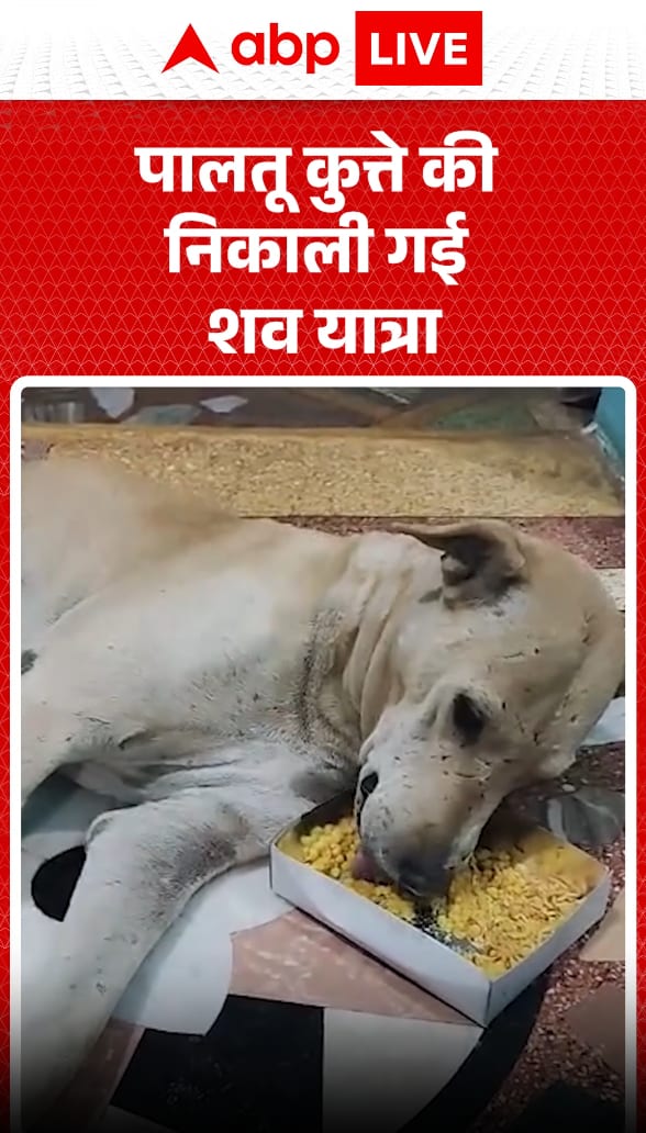 Funeral Procession Held for Pet Dog