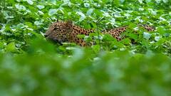 मध्य प्रदेश के बड़वानी में तेंदुए का आतंक, 8 साल की बच्ची को खेत में मां के सामने मार डाला