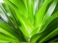Aloe Vera For Skin Care: ত্বকের সমস্যা ম্যাজিকের মতো কাজ করে অ্যালোভেরা, দ্রুত কমায় ডার্ক সার্কেল