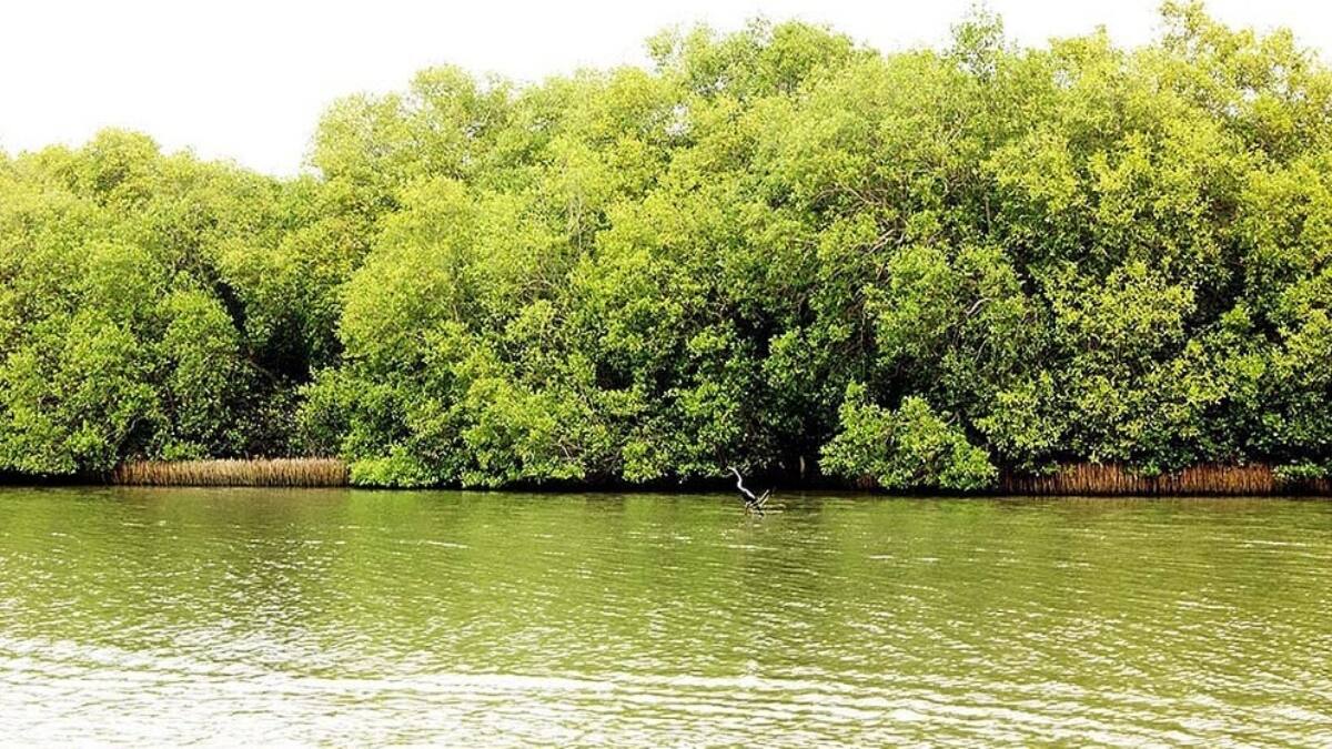 TN Fact Check: விஸ்வரூபம் எடுக்கும் அலையாத்தி காடுகள் விவகாரம்.. மீண்டும் விளக்கம் தந்த தமிழ்நாடு அரசு!