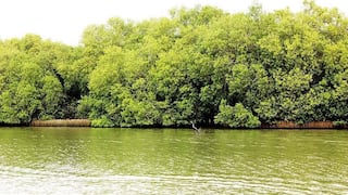 TN Fact Check: விஸ்வரூபம் எடுக்கும் அலையாத்தி காடுகள் விவகாரம்.. மீண்டும் விளக்கம் தந்த தமிழ்நாடு அரசு!