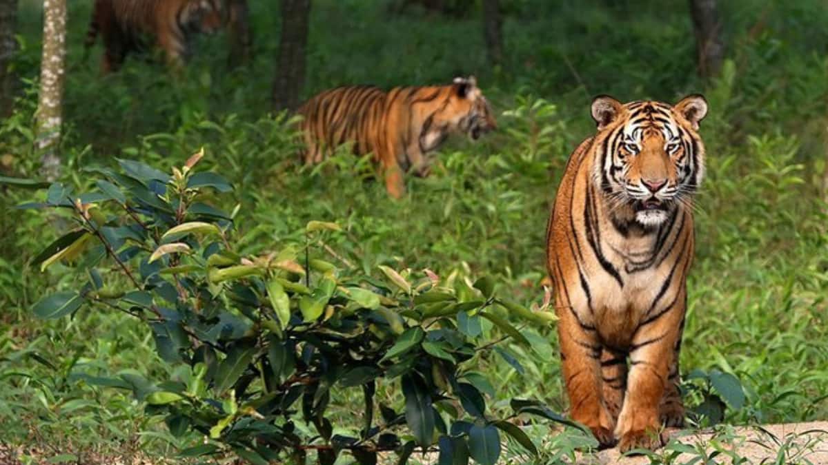 (Image Source: Twitter/@VertigoWarrior)