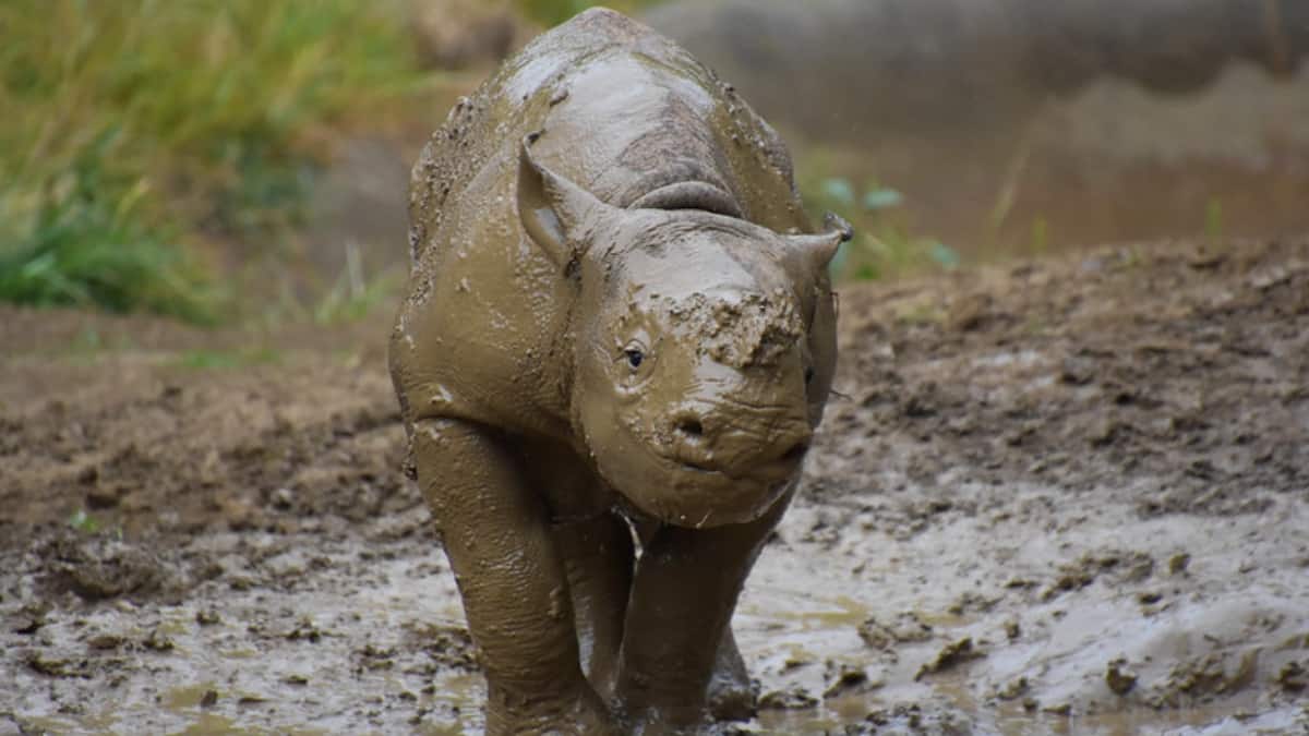 World Rhino Day 2025: 6 Fascinating Facts About Rhinos You Probably Didn’t Know