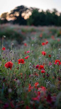 जगातील सर्वात महागडे फूल कोणते?