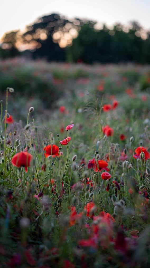 ये है दुनिया का सबसे महंगा फूल?