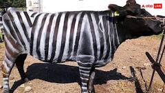 गायों पर बनाई जेबरा जैसी काली सफेद धारियां और मिल गया नोबेल प्राइज! वैज्ञानिकों ने बताई पीछे की वजह तो यूजर्स करने लगे तारीफ