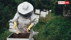 Honey City of UP: यूपी के इस शहर को कहते हैं 'सिटी ऑफ हनी', जानिए कैसे पड़ा इसका यह नाम?