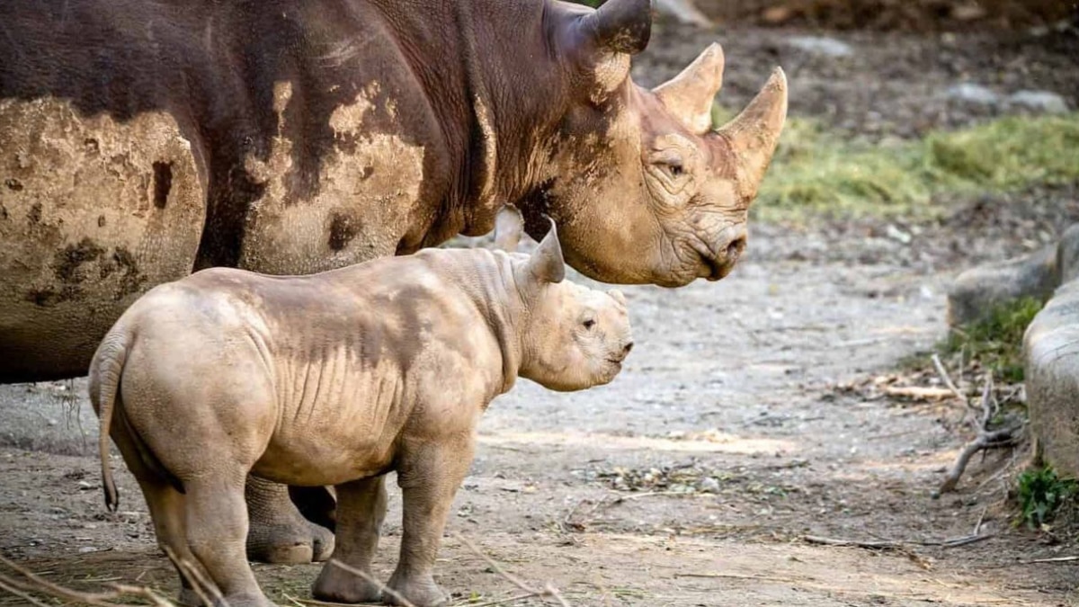 World Rhino Day 2025: 6 Fascinating Facts About Rhinos You Probably Didn’t Know