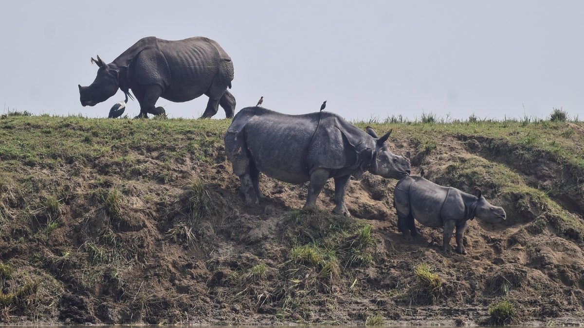World Rhino Day 2025: 6 Fascinating Facts About Rhinos You Probably Didn’t Know
