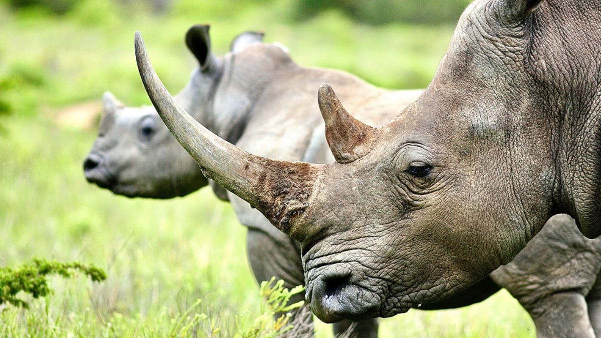 World Rhino Day 2025: 6 Fascinating Facts About Rhinos You Probably Didn’t Know