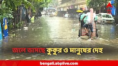 ল্যাম্পপোস্টের কাছে সাইকেল রাখতেই সব শেষ! একই সঙ্গে ভেসে বিদ্যুৎস্পৃষ্ট কুকুর ও মানুষের দেহ, কলকাতায় মৃত্যুমিছিল