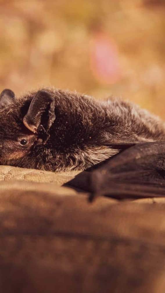 रात के अंधेरे में कैसे देख लेते हैं चमगादड़?