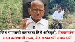 शरद पवारांनी अतिवृष्टीची भीषणता अधोरेखित केली, शेतकऱ्यांना फक्त पीकांसाठी नव्हे तर 'या' तीन गोष्टींसाठी नुकसानभरपाईची केली मागणी