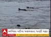 Ambika River Flood : અંબિકા નદીના પૂરમાં પશુ તણાયા, જુઓ અહેવાલ