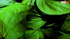 Paan Leaf Benefits: पान के पत्ते इन 7 लोगों के लिए है वरदान, खाते ही दिखने लगता है असर