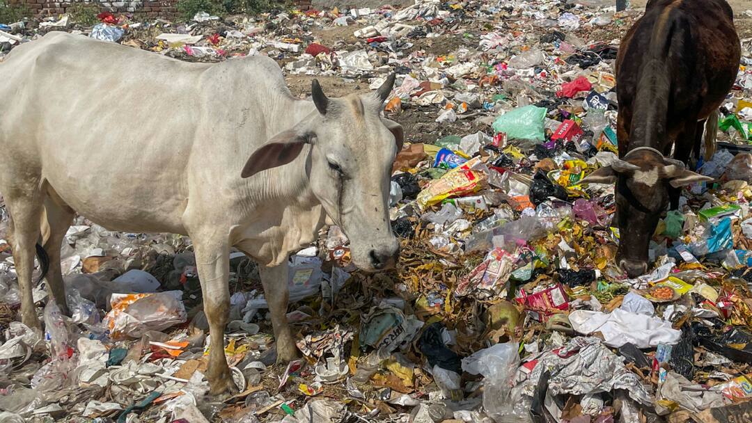 Hisar 20 Stray Cows Found Dead Due To Excessive Consumption of Food Items Like Halwa Poori Offered by People in Festival Season हिसार में पिछले तीन दिन में 20 से अधिक गायों की मौत, 'हलवा-पूरी' जानलेवा साबित