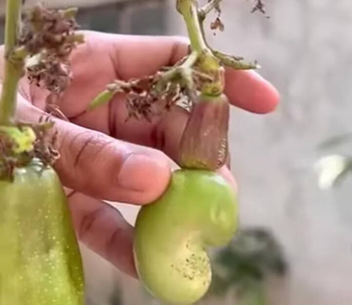 किचन गार्डन में काजू उगाने के लिए सबसे पहले आपको काजू के बीज या छोटे पौधे की जरूरत होगी. अगर आप बीज से शुरू करते हैं तो सबसे पहले ताजे काजू को हल्का भिगोकर रखें. इससे बीज जल्दी अंकुरित होंगे. इसके बाद इसे गमले या बर्तन में हल्की मिट्टी में लगाएं. मिट्टी अच्छी तरह से नमी बनाए रखने वाली होनी चाहिए.