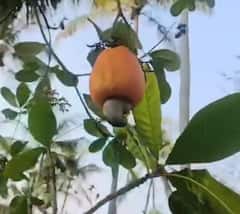 किचन गार्डन में आसानी से कैसे उगा सकते हैं काजू? ये तरीका जानकर आपकी भी होगी तगड़ी बचत