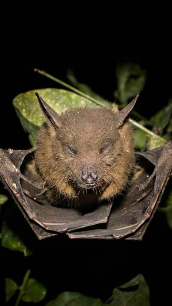 क्या सच में मुंह से पॉटी करते हैं चमगादड़?