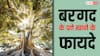Banyan Leaves Health Benefits: सुबह खाली पेट बरगद के पत्ते खाने से ठीक हो जाती है यह बीमारी, जानें कितना मिलता है फायदा?