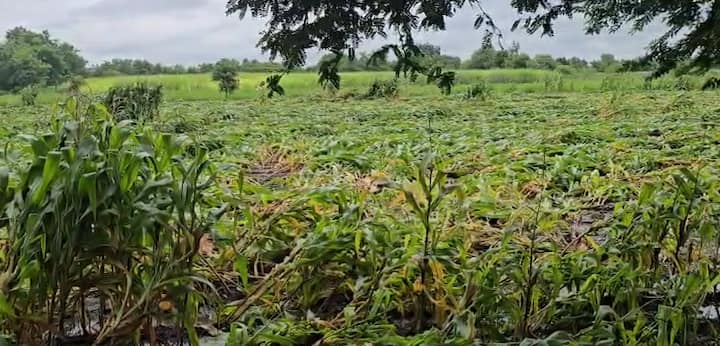 मराठवाडा आणि पश्चिम महाराष्ट्रातील काही भागात गेल्या काही दिवसांमध्ये प्रचंड पाऊस पडला आहे. या अतिवृष्टीने शेती आणि घरादारांची राखरांगोळी केली आहे.