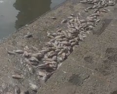 मुंबईच्या बाणगंगा तलावात भयानक दृश्य, मासे पटापट मेले, BMCच्या घंटागाडीत जमा झाला ढीग