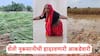 Maharashtra Rain: ना अप्रेजल, ना KRA, ना पगारवाढ, शेतकऱ्याचं दरवर्षीच हाल, 2015 ते 2025 शेती नुकसानीची हादरवणारी आकडेवारी