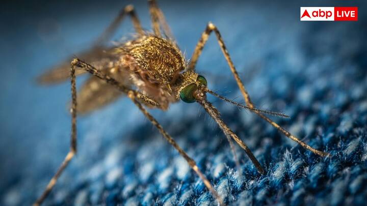 यहां पर हर हफ्ते लगभग 100 मिलियन मच्छर अंडे पैदा करते हैं. यह मच्छर पर्यावरण में छोड़े जाने के बाद वायरस से लड़ने के लिए सुरक्षात्मक बैक्टीरिया से संक्रमित होते हैं.