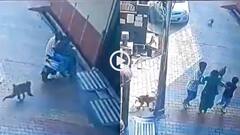 Video: बंदरों के झुंड ने स्कूटी सवार महिला पर किया हमला, घर में घुसकर बचाई जान, हापुड़ का वीडियो वायरल