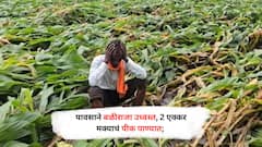 पावसाने बळीराजा उध्वस्त, 2 एक्कर मक्याचं पीक पाण्यात; मन हेलावणारे फोटो!