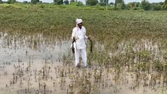 शेतकऱ्यांसाठी वाईट बातमी; पीकविम्याच्या नव्या नियमाने गोची, अतिवृष्टीच्या नुकसानीचे पैसे मिळणार नाहीत