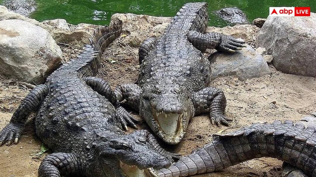 Rain in Kolkata has caused crocodiles to escape from their zoo enclosure goes viral on internet कोलकाता में भारी बाढ़! चिड़िया घर के बाड़े से बाहर निकले मगरमच्छ- अधिकारियों की अटक गई सांसे