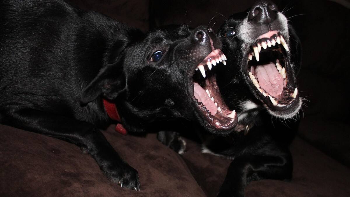 Rabies Scare In Coimbatore After 25 Stray Dogs Test Positive In 2 Months