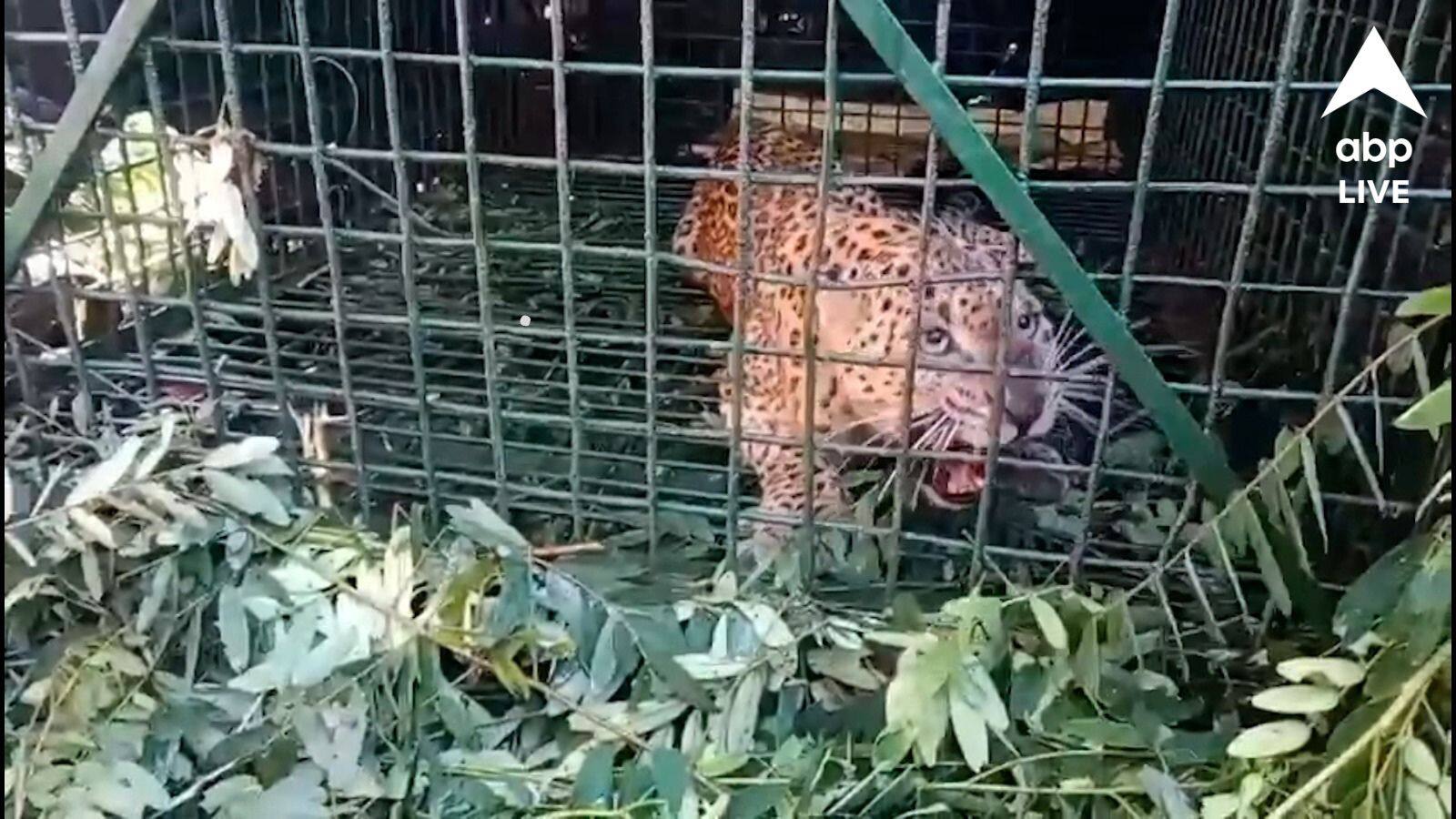 West Bengal: আতঙ্কে ছিল গোটা এলাকা, অবশেষে খাঁচাবন্দি চিতাবাঘ, স্বস্তি ফিরল ঠিক পুজোর মুখে