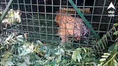 আতঙ্কে ছিল গোটা এলাকা, অবশেষে খাঁচাবন্দি চিতাবাঘ, স্বস্তি ফিরল ঠিক পুজোর মুখে