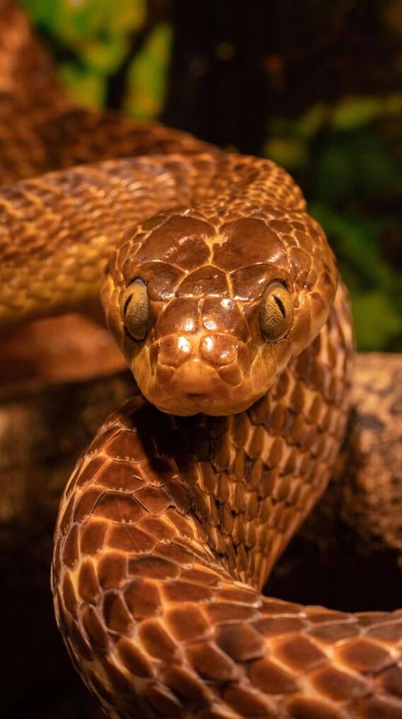 कोबरा सांप की स्पीड कितनी होती है?