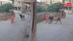 सांड का नया कांड! दौड़कर आया और मारी जोरदार टक्कर, 10 फुट दूर गिरी लाल साड़ी वाली दादी