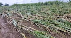 Beed Rain News: नदीकाठचा पूर ओसरला; पिकांची भीषण दाहकता समोर, बीडमध्ये सध्याची परिस्थिती काय?, PHOTO