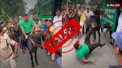 Fact Check: मोकामा में रोड शो के दौरान घोड़े से गिरे तेजस्वी यादव? जानें क्या है वायरल हो रहे वीडियो सच