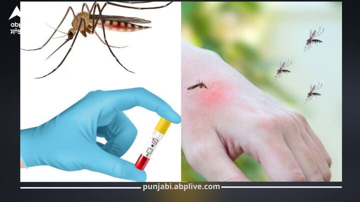 ਹੈਲਥ ਮਾਹਿਰਾਂ ਦੇ ਮੁਤਾਬਕ, ਡੇਂਗੂ ਨੂੰ ਸਮੇਂ 'ਤੇ ਪਛਾਣਨਾ ਅਤੇ ਇਲਾਜ ਕਰਵਾਉਣਾ ਬਹੁਤ ਜ਼ਰੂਰੀ ਹੈ। ਜੇ ਸਾਵਧਾਨੀ ਨਾ ਵਰਤੀ ਜਾਵੇ, ਤਾਂ ਇਹ ਮਰੀਜ਼ ਦੀ ਜਾਨ ਲਈ ਖਤਰਾ ਬਣ ਸਕਦੀ ਹੈ। ਬਦਲਦੇ ਮੌਸਮ ਵਿੱਚ ਡੇਂਗੂ ਦੇ ਕੇਸ ਵੱਧ ਜਾਂਦੇ ਹਨ..