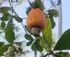 ਇਦਾਂ ਕਰੋ ਕਾਜੂ ਦੀ ਖੇਤੀ, ਲੱਖਾਂ 'ਚ ਹੋਵੇਗੀ ਕਮਾਈ