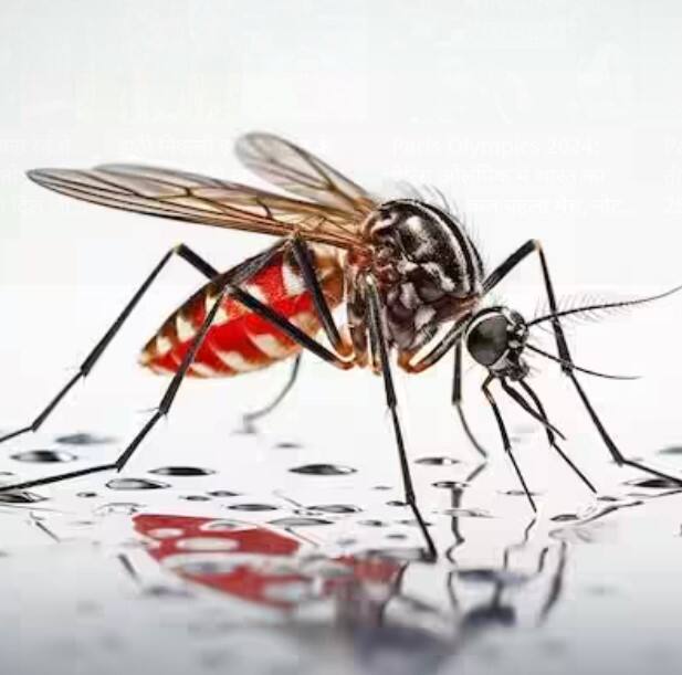 ਮਰੀਜ਼ ਨੂੰ ਵੱਧ ਤੋਂ ਵੱਧ ਆਰਾਮ ਕਰਨ ਅਤੇ ਹਾਈਡਰੇਟ ਰਹਿਣ ਦੀ ਸਲਾਹ ਦਿੱਤੀ ਜਾਂਦੀ ਹੈ। ਪਾਣੀ, ORS, ਨਿੰਬੂ ਪਾਣੀ ਜਾਂ ਲੱਸੀ ਵਰਗੇ ਤਰਲ ਪਦਾਰਥ ਪੀਣ ਨਾਲ ਬਲੱਡ ਪ੍ਰੈਸ਼ਰ ਅਤੇ ਸਰੀਰ ਦੀ ਊਰਜਾ ਬਣੀ ਰਹਿੰਦੀ ਹੈ।