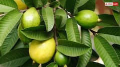 Guava Leaf Benefits: अमरूद की पत्तियों का माउथवॉश क्यों है फायदेमंद? जान लेंगे तो हमेशा करेंगे इस्तेमाल