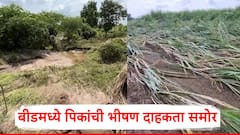 Beed Rain News: नदीकाठचा पूर ओसरला; पिकांची भीषण दाहकता समोर, बीडमध्ये सध्याची परिस्थिती काय?, PHOTO