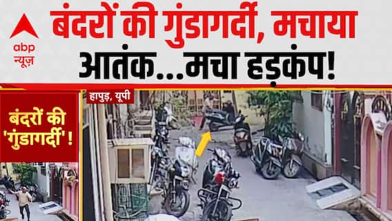 बंदरों का कोहराम...पब्लिक परेशान!