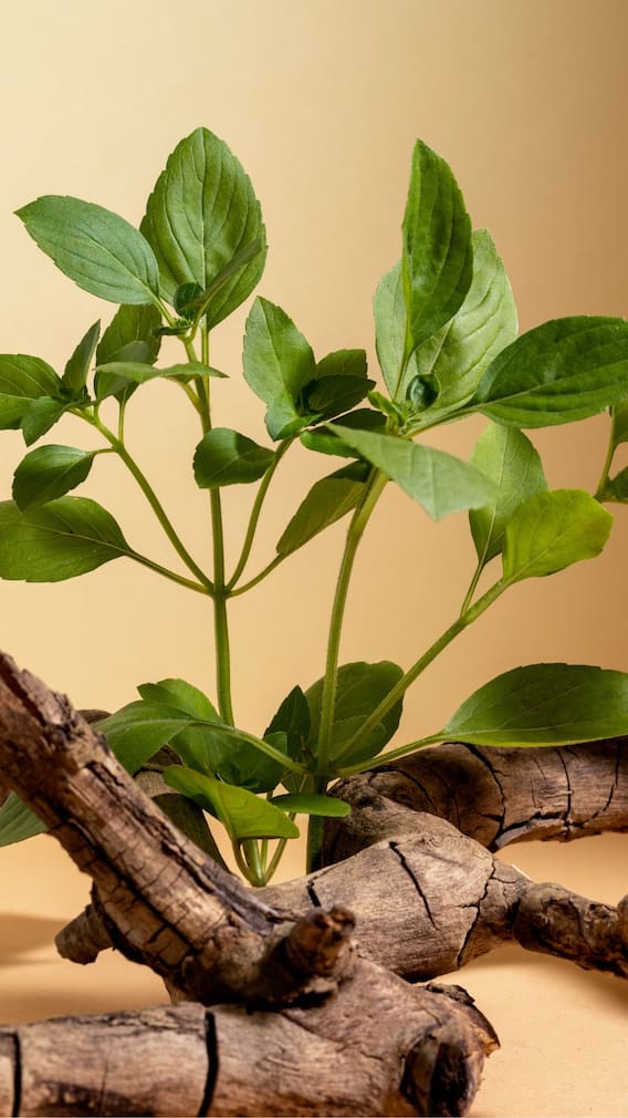 'या' लोकांसाठी अश्वगंधा आरोग्यासाठी घातक!