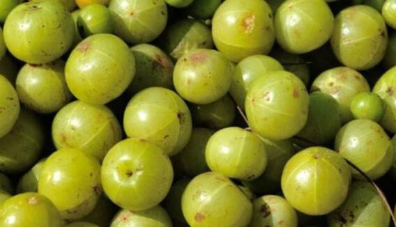 ਪੋਸ਼ਣ ਦਾ ਭੰਡਾਰ ਹੈ ਇਹ ਛੋਟਾ ਜਿਹਾ ਫਲ, ਇਮਿਊਨ ਸਿਸਟਮ ਨੂੰ ਮਜ਼ਬੂਤ ਕਰਨ ਤੋਂ ਲੈ ਕੇ ਚਮੜੀ ਤੇ ਵਾਲਾਂ ਲਈ ਵਰਦਾਨ